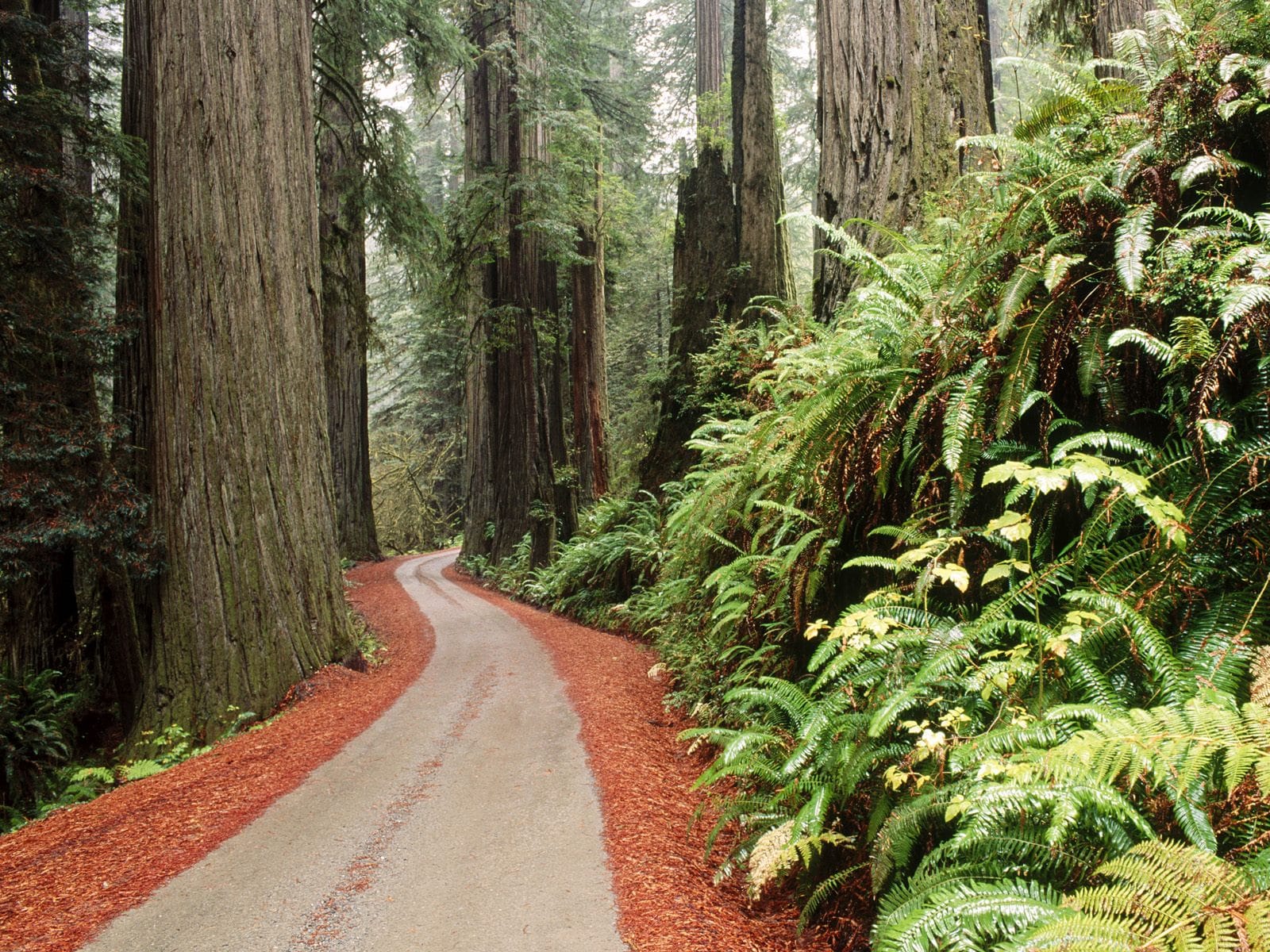 Potecile înguste din Parcul Naţional Redwood sunt perfecte pentru a fi explorate